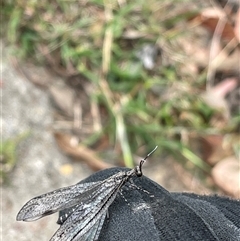 Austrogymnocnemia bipunctata at Bruce, ACT - Yesterday 12:07 PM