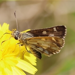 Anisynta monticolae (Montane grass-skipper) at Mongarlowe, NSW - 22 Feb 2025 by LisaH