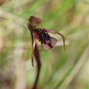 Chiloglottis reflexa (Short-clubbed Wasp Orchid) at Mongarlowe, NSW - 22 Feb 2025 by LisaH