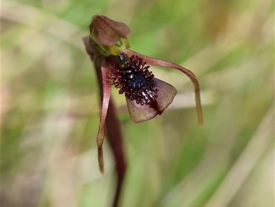 Chiloglottis reflexa (Short-clubbed Wasp Orchid) at Mongarlowe, NSW - 22 Feb 2025 by LisaH