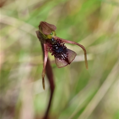 Chiloglottis reflexa (Short-clubbed Wasp Orchid) at Mongarlowe, NSW - 22 Feb 2025 by LisaH