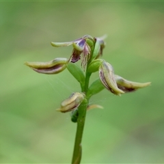 Corunastylis oligantha (Mongarlowe Midge Orchid) at Mongarlowe, NSW - 22 Feb 2025 by LisaH