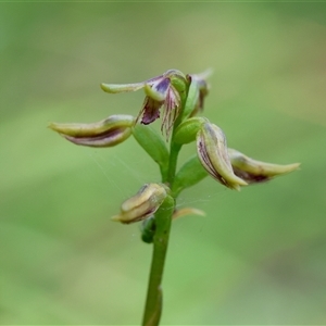 Corunastylis oligantha (Mongarlowe Midge Orchid) at Mongarlowe, NSW - 22 Feb 2025 by LisaH