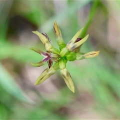 Corunastylis oligantha at Mongarlowe, NSW - suppressed