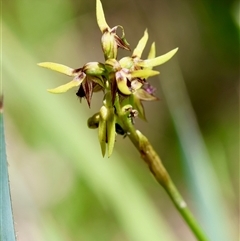 Corunastylis oligantha at Mongarlowe, NSW - suppressed