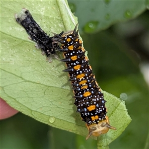 Papilio anactus at Kambah, ACT - suppressed