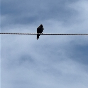 Artamus cyanopterus (Dusky Woodswallow) at Brownlow Hill, NSW - 23 Feb 2025 by MaxDownes