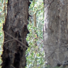 Todiramphus sanctus (Sacred Kingfisher) at Gateway Island, VIC - 23 Feb 2025 by Darcy