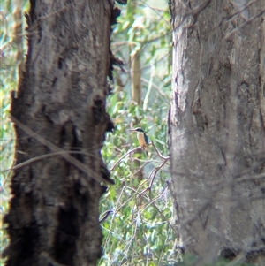 Todiramphus sanctus at Gateway Island, VIC - 23 Feb 2025 12:09 PM