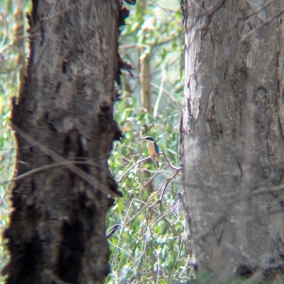 Todiramphus sanctus (Sacred Kingfisher) at Gateway Island, VIC - 23 Feb 2025 by Darcy