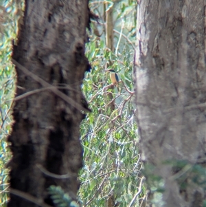 Todiramphus sanctus at Gateway Island, VIC - 23 Feb 2025 12:09 PM