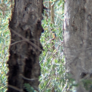 Todiramphus sanctus at Gateway Island, VIC - 23 Feb 2025 12:09 PM