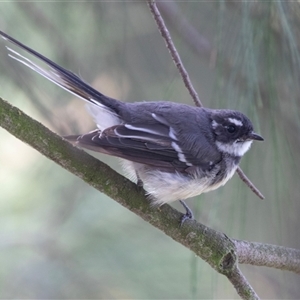 Rhipidura albiscapa (Grey Fantail) at Fyshwick, ACT - 22 Feb 2025 by AlisonMilton