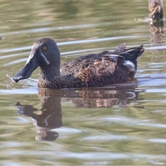 Spatula rhynchotis (Australasian Shoveler) at Fyshwick, ACT - 22 Feb 2025 by AlisonMilton