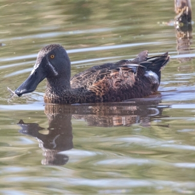 Spatula rhynchotis (Australasian Shoveler) at Fyshwick, ACT - 22 Feb 2025 by AlisonMilton