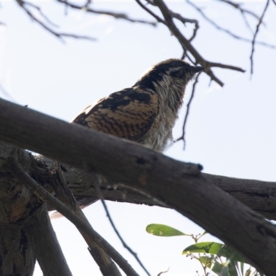 Eudynamys orientalis (Pacific Koel) at Fyshwick, ACT - 22 Feb 2025 by AlisonMilton