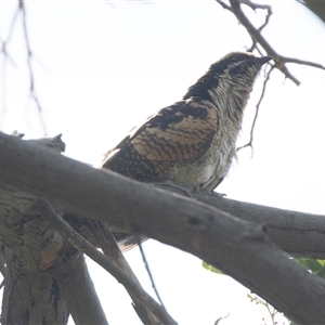 Eudynamys orientalis at Fyshwick, ACT - 22 Feb 2025 10:14 AM