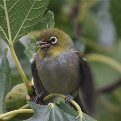 Zosterops lateralis (Silvereye) at Higgins, ACT - 20 Feb 2025 by AlisonMilton