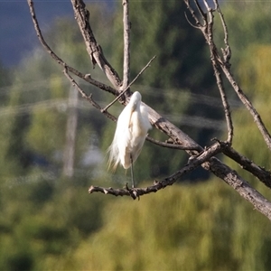 Ardea alba at Fyshwick, ACT - 22 Feb 2025 by AlisonMilton