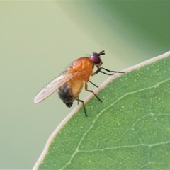 Sapromyza sp. (genus) (A lauxaniid fly) at Fyshwick, ACT - 22 Feb 2025 by AlisonMilton