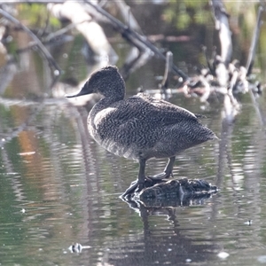 Stictonetta naevosa (Freckled Duck) at Fyshwick, ACT - 22 Feb 2025 by AlisonMilton