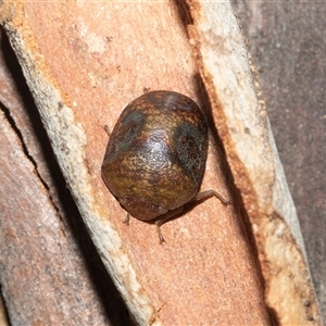 Solenotichus circuliferus at Turner, ACT - 22 Feb 2025 07:59 AM