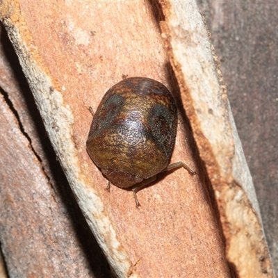 Solenotichus circuliferus (Solenotichus shield bug) at Turner, ACT - Yesterday by AlisonMilton