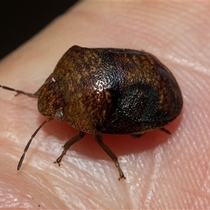 Solenotichus circuliferus at Turner, ACT - 22 Feb 2025 07:59 AM