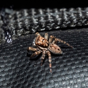 Unidentified Jumping or peacock spider (Salticidae) at Turner, ACT - 22 Feb 2025 by AlisonMilton