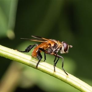 Unidentified True fly (Diptera) at Lota, QLD - 20 Feb 2025 by Roger