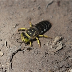 Bembix sp. (genus) (Unidentified Bembix sand wasp) at Stream Hill, NSW - 29 Dec 2024 by PaperbarkNativeBees