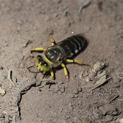 Bembix sp. (genus) (Unidentified Bembix sand wasp) at Stream Hill, NSW - 29 Dec 2024 by PaperbarkNativeBees