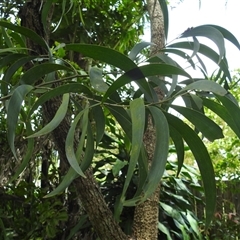 Unidentified Plant at Avoca, QLD - 11 Jan 2025 by Gaylesp8