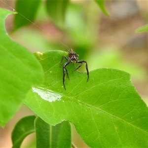 Unidentified Jumping or peacock spider (Salticidae) at Avoca, QLD - 11 Jan 2025 by Gaylesp8