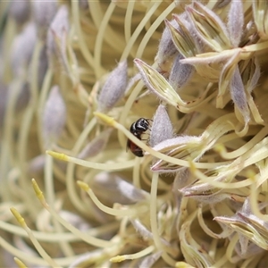 Hylaeus (Prosopisteron) littleri at Robertson, NSW - suppressed