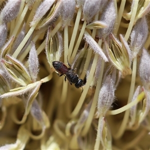 Hylaeus (Prosopisteron) littleri at Robertson, NSW - suppressed