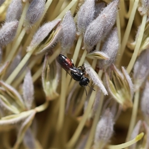 Hylaeus (Prosopisteron) littleri at Robertson, NSW - suppressed