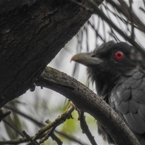 Eudynamys orientalis at Avoca, QLD - 19 Jan 2025 04:15 PM