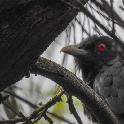 Eudynamys orientalis (Pacific Koel) at Avoca, QLD - 19 Jan 2025 by Gaylesp8