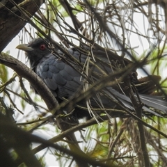 Eudynamys orientalis at Avoca, QLD - 19 Jan 2025 04:15 PM