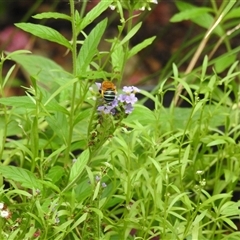 Amegilla sp. (genus) (Blue Banded Bee) at Avoca, QLD - 19 Jan 2025 by Gaylesp8