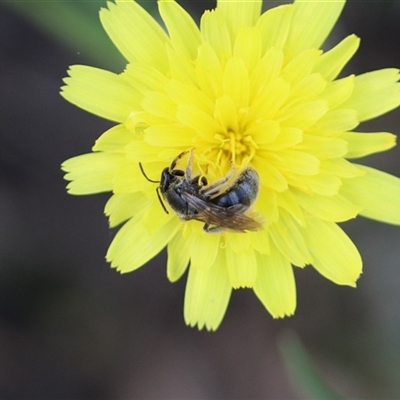 Lasioglossum (Chilalictus) sp. (genus & subgenus) (Halictid bee) at Stream Hill, NSW - 29 Dec 2024 by PaperbarkNativeBees