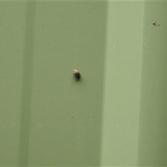 Unidentified Beetle (Coleoptera) at Avoca, QLD - 27 Jan 2025 by Gaylesp8