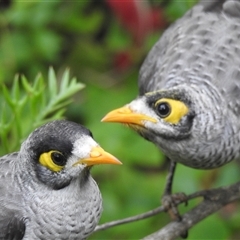 Manorina melanocephala (Noisy Miner) at Avoca, QLD - 11 Feb 2025 by Gaylesp8