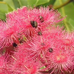 Glycyphana (Genus) at suppressed - suppressed