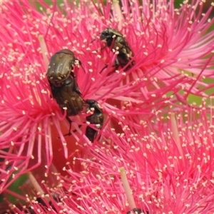 Glycyphana (Genus) at suppressed - suppressed