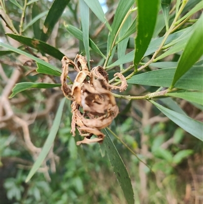 Acacia longifolia at O'Reilly, QLD - 22 Feb 2025 by LyndalT