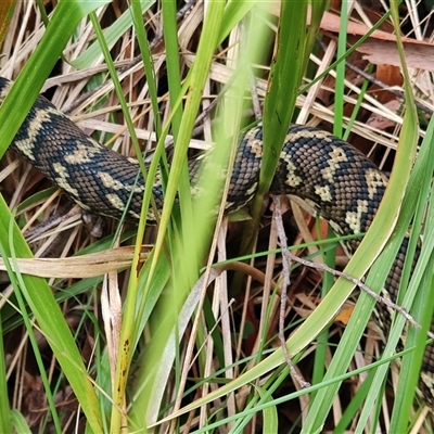 Morelia spilota at O'Reilly, QLD - 22 Feb 2025 by LyndalT