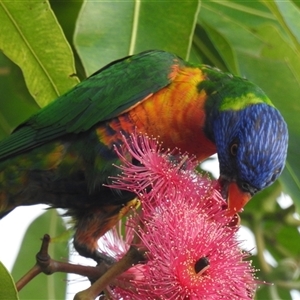 Trichoglossus moluccanus (Rainbow Lorikeet) at Avoca, QLD - 20 Feb 2025 by Gaylesp8