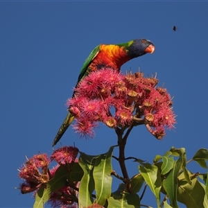 Trichoglossus moluccanus at Avoca, QLD - 20 Feb 2025 05:25 PM